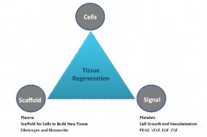 Cells-Scaffold-Signal